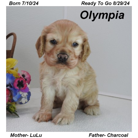 puppy, for, sale, Cocker Spaniel, Joe & Cherri  Overlease, dog, breeder, Miller, MO, dog-breeder, puppy-for-sale, forsale, nearby, find, puppyfind, locator, puppylocator, aca